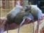 AilieAxel